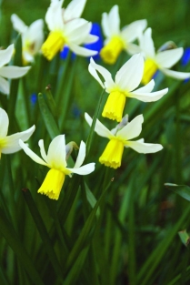 Narcis Jack Snipe